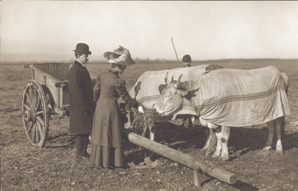 Orville and Katharine Wright feeding hay to oxen in France, 1909 (photo ms1_18_3_20)